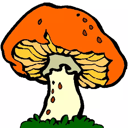 champignon